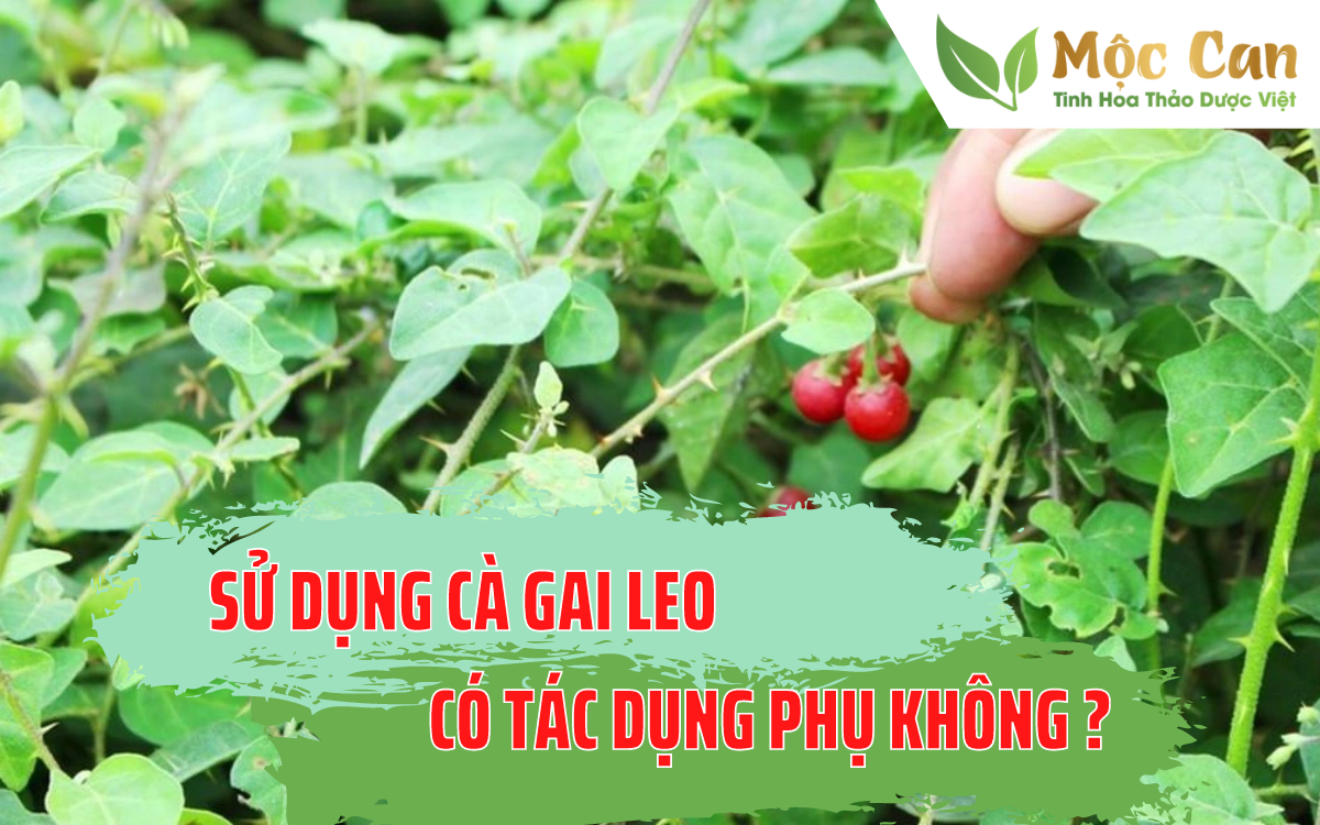 Sử dụng cà gai leo có tác dụng phụ không? 1